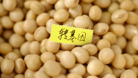 【飞碟一分钟】转基因食品真有那么可怕吗?
